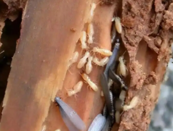 敦煌白蚁防治公司分享实木家居养护：远离白蚁侵蚀，延长家具使用寿命